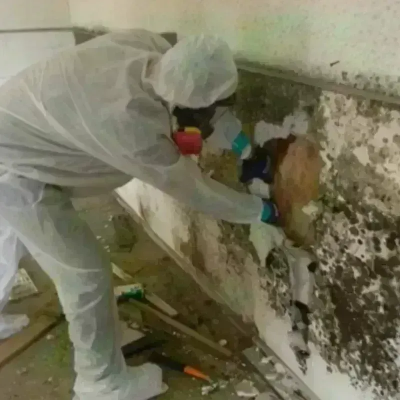 Mold Remediation and Removal in Sparta, NC